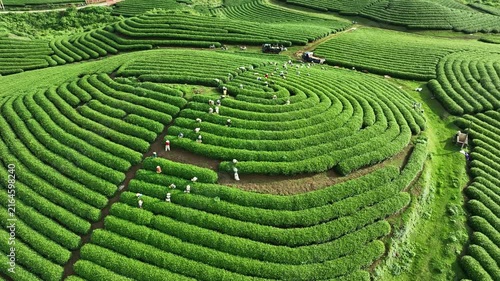 Drone footage shows workers harvesting tea among vibrant green rows across the scenic rolling hills of Moc Chau, Son La, Vietnam.