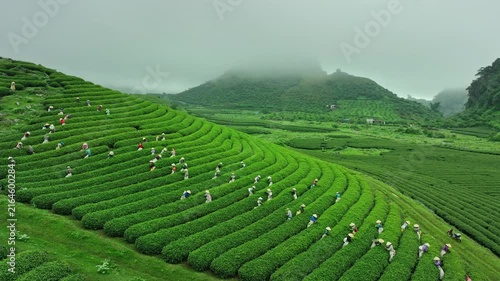 Workers harvest tea across neatly curved plantation rows in the misty Moc Chau highlands, creating a vibrant rural landscape in northern Vietnam.