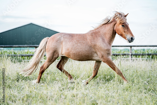 Brown horse trotting through a sunlit grassy pasture with a farm barn in the background, side-profile action shot