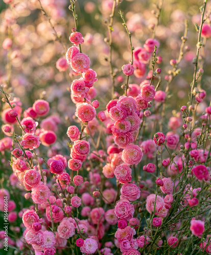 Pink Flowering Almond Branches Blooming in a Sunny Spring Garden