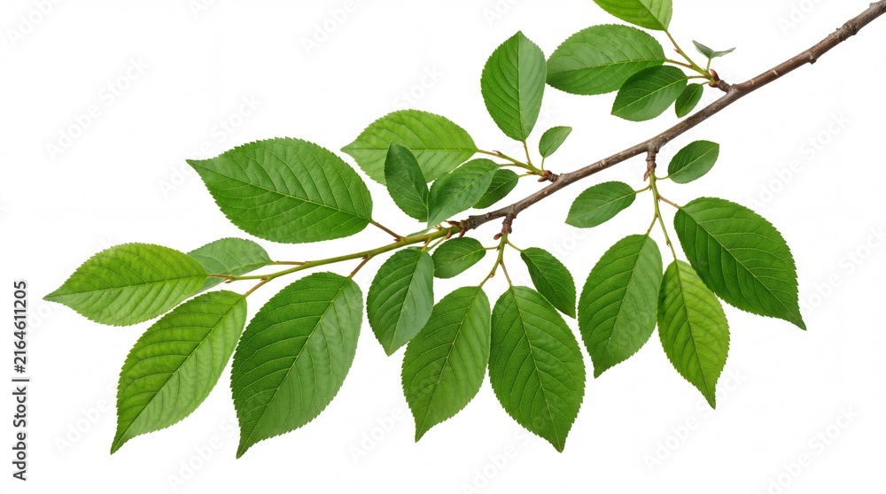Fototapeta premium Vibrant green cherry tree leaves growing on a slender wooden branch captured with bright natural studio lighting on white background