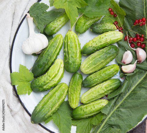 Fresh homemade cucumbers with horseradish and black currant leaves, red currant berries and garlic on a kitchen counter. Healthy and natural eating, prepare salads. Top view.