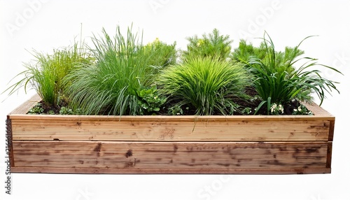 wooden raised garden bed with green leafy plants natural pine planter box isolated for gardening design