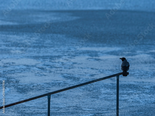 Crow perching on railing near sea at dusk