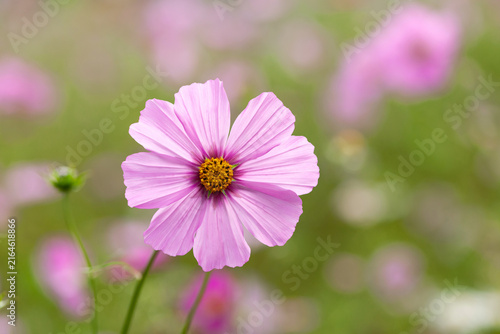秋桜