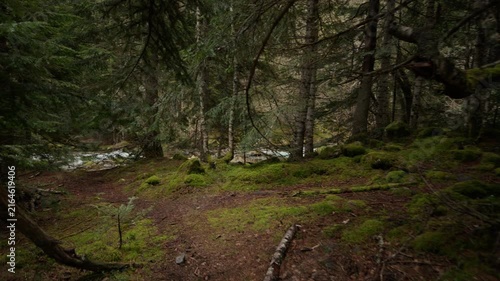 Lush coniferous forest in Sant Maurici National Park, Catalonia, Spain.