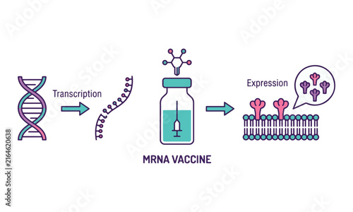 mRNA Vaccine Mechanism Diagram from DNA to Protein Expression