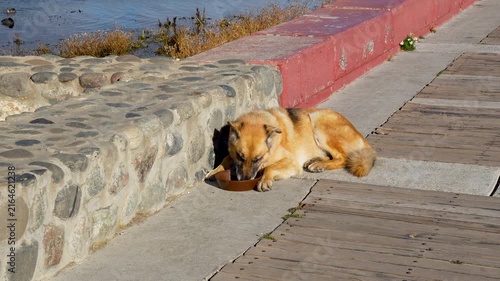 Homeless German Shepherd Mix Dog Lying on a Concrete and Wooden Boardwalk Eating from a Small Brown Bowl in Bright Daylight