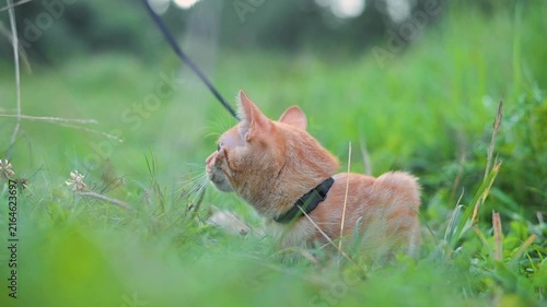 A young orange cat is walking on a leash in a green field surrounded by tall grass and flowers. The animal surveys its surroundings with curiosity while enjoying the outdoors