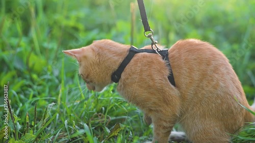 A young orange cat is seen walking through grass while wearing a leash. The animal explores its surroundings, showcasing curiosity and engagement in a natural environment