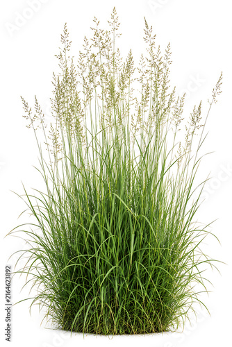 Isolated Tall Feather Reed Grass Bush with Green Blades and Golden Seed Heads Cutout on Plain White Background for Outdoor Landscape Design