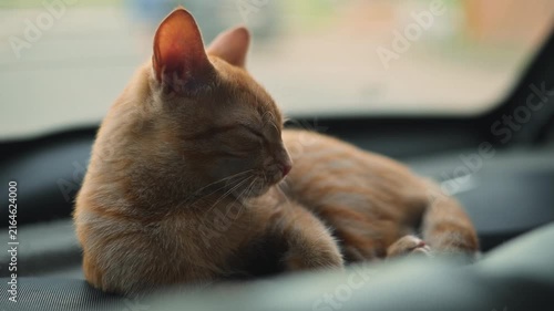 A small cat is resting on the dashboard of a car, enjoying the view outside