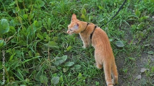 A small orange cat is walking on a leash in a grassy area. The cat appears curious as it explores the plants and surroundings during the day