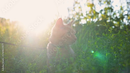 A small orange cat is seen exploring a grassy area as sunlight shines brightly in the background. The cat appears curious, taking in its surroundings while nestled among the plants