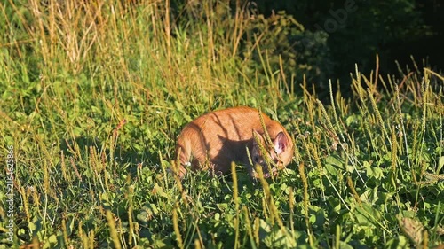 A cat moves through a green field, watching its surroundings closely. The animal appears focused as it navigates through the tall grass and weeds, searching for potential prey