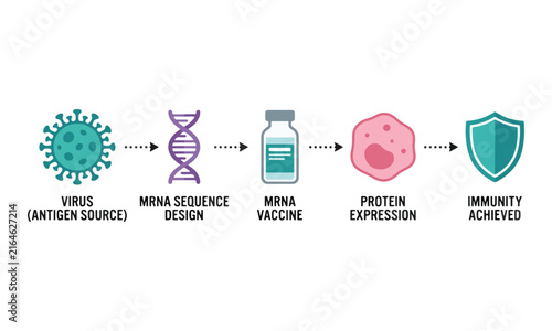 mRNA Vaccine Development Process Infographic Diagram