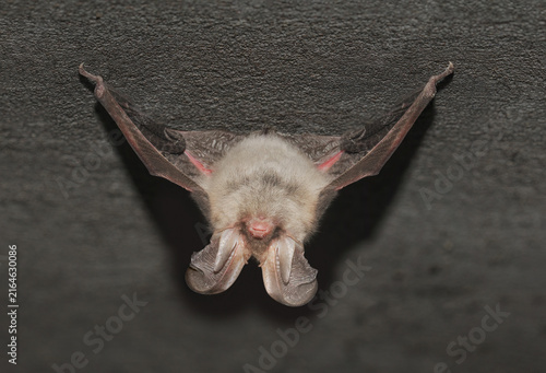 Brown long-eared bat (Plecotus auritus), which rests hanging from the ceiling