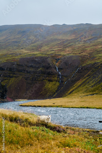 A sheep grazes near a river and waterfalls on a hillside