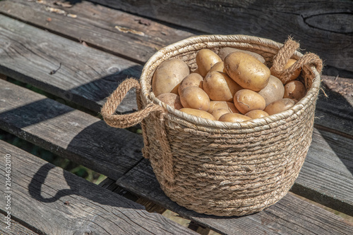 Fresh unwashed potatoes in a woven basket on weathered wooden boards in natural sunlight.