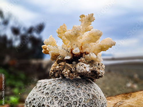 Fotografie Naturally weathered white coral