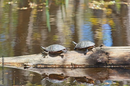 Bild auf Leinwand Wild painted turtles (Chrysemys picta) basking together on a fallen log in a calm wetland pond in bright sunlight