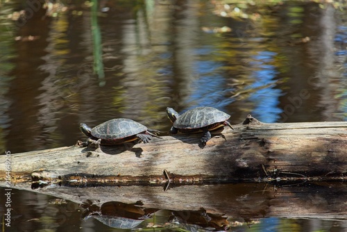 Bild auf Leinwand Wild painted turtles (Chrysemys picta) basking together on a fallen log in a calm wetland pond in bright sunlight