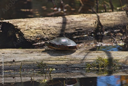 Принти на полотні Wild painted turtles (Chrysemys picta) basking together on a fallen log in a calm wetland pond in bright sunlight