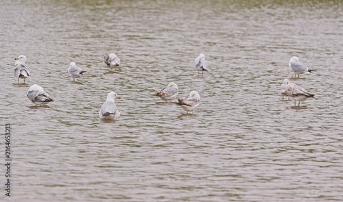 Quadro su tela Flock of ring-billed gulls (Larus delawarensis) standing in shallow river water on a sandbar under soft daylight