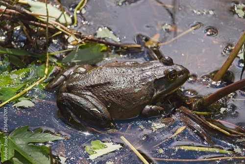 Foto Wild American bullfrog (Lithobates catesbeianus) resting among duckweed and aquatic plants in shallow swamp pond water