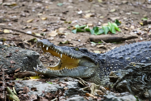 Crocodile with Open Mouth Showing Teeth Resting on Rocks in Natural Habitat