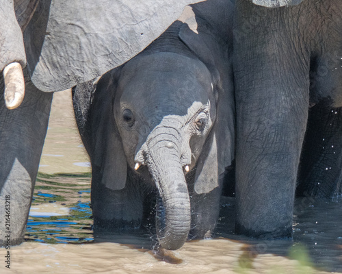 Baby Elephant in Botswana