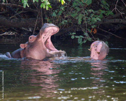 Cuadro en lienzo Hippos in the Zambezi