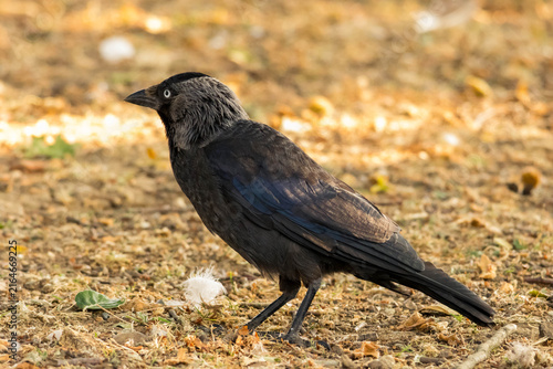 Cuadro en lienzo Side view of a western jackdaw bird walking on dry ground with fallen leaves in a park