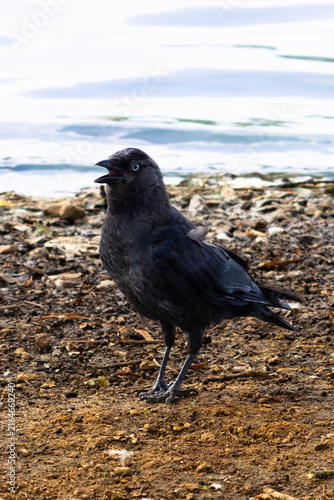 Obraz na plátně Western jackdaw with open beak standing on dirt ground near the water in Richmond Park
