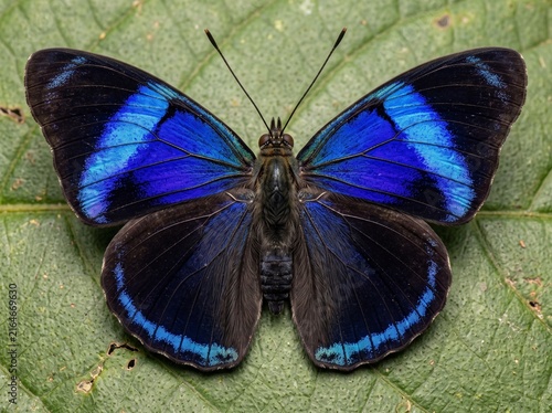 Top down view of a diaethria clymena butterfly resting on a green leaf