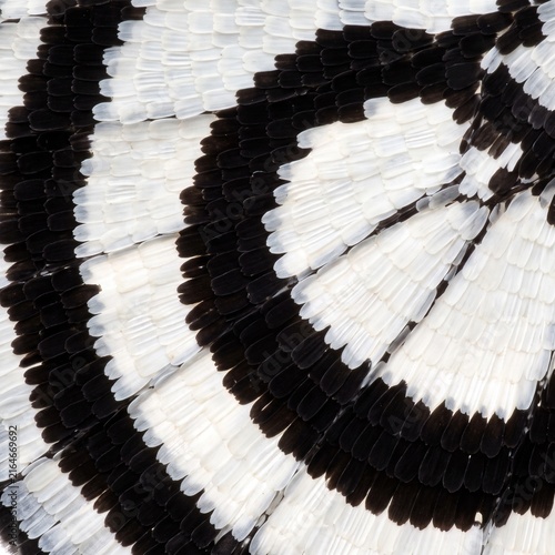 Microscopic texture of overlapping black and white butterfly wing scales