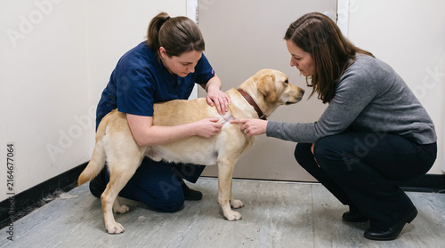 Vet nurse showing dog owner how to check coat for ticks