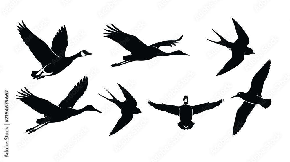 Naklejka premium Flying birds silhouettes collection showing various species in migration across white background