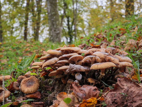Wild Honey Fungus Cluster On Autumn Forest Floor