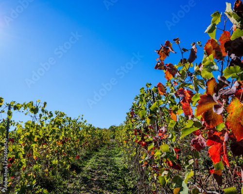 Grapevine Rows With Autumn Leaves In French Wine Country