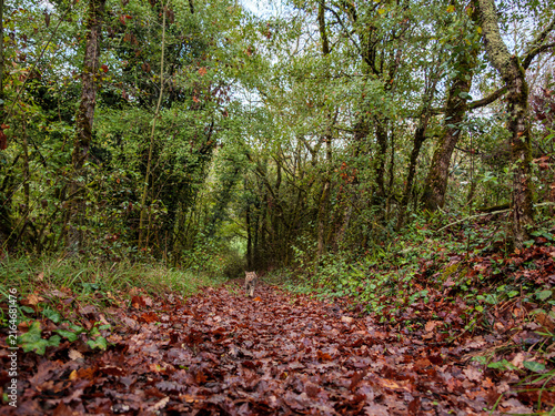 Tabby Cat Walking On Wet Autumn Forest Path