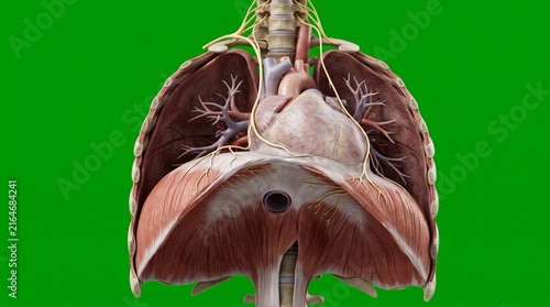 Phrenic nerve anatomy showing innervation of the human diaphragm and thoracic organs
