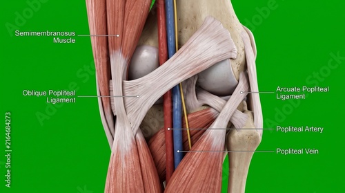 Posterior knee anatomy medical illustration showing ligaments and popliteal blood vessels.