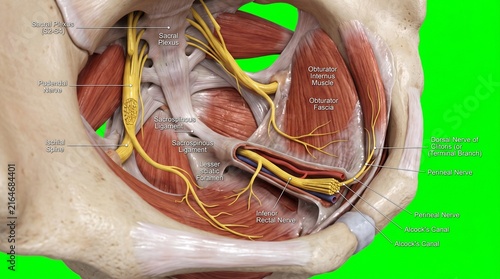 Pudendal Nerve Anatomy Diagram Showing Pelvic Floor Muscles and Neural Pathways