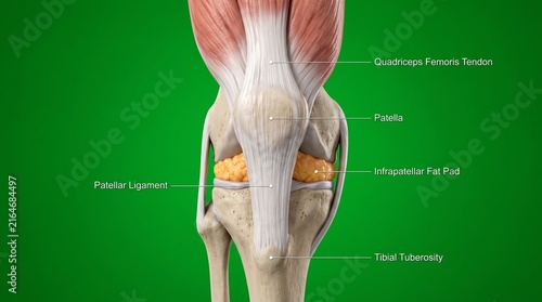 Anatomical 3D model of human knee joint showing quadriceps tendon and patella structure