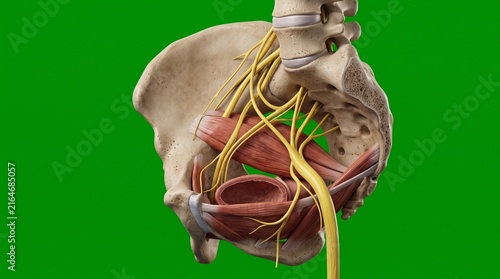 Sacral plexus and levator ani muscle anatomy model on green screen background