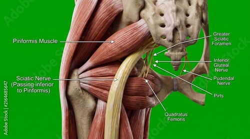 Sciatic nerve and piriformis muscle anatomy diagram for medical education and health research.
