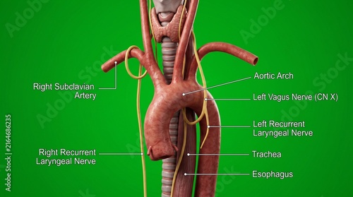 Anatomical model of the human aortic arch and vagus nerve with medical labels.