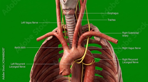 3D medical illustration of the human vagus nerve and mediastinum anatomy on green screen