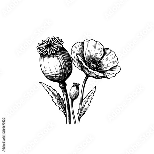 Poppy flower and seed pod botanical line art illustration